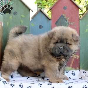 Dusty, Chow Chow Puppy