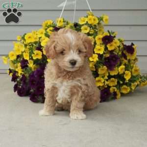 Dusty, Maltipoo Puppy
