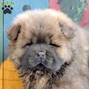 Dusty, Chow Chow Puppy