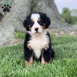 Comanche, Bernese Mountain Dog Puppy