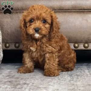 Finn, Cavapoo Puppy