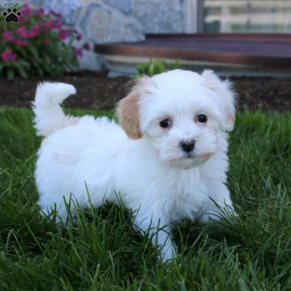 Ebony, Maltipoo Puppy