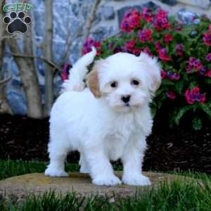 Ebony, Maltipoo Puppy