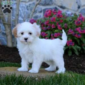 Ebony, Maltipoo Puppy