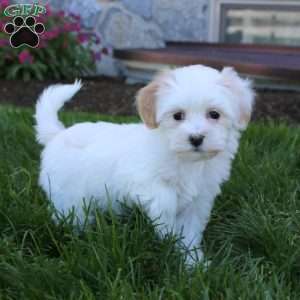 Ebony, Maltipoo Puppy