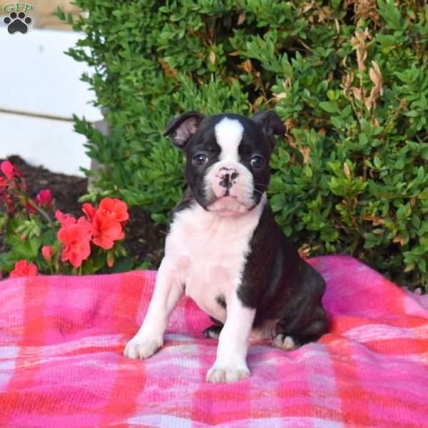 Echo, Boston Terrier Puppy