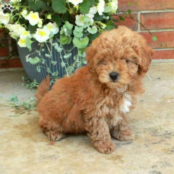 Echo, Bich-Poo Puppy