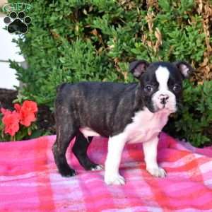 Echo, Boston Terrier Puppy