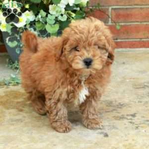 Echo, Bich-Poo Puppy