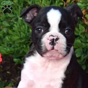 Echo, Boston Terrier Puppy