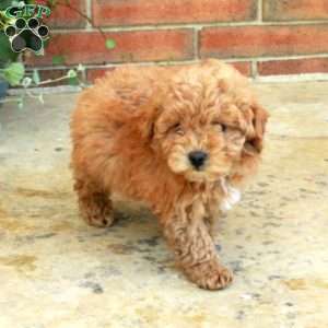 Echo, Bich-Poo Puppy