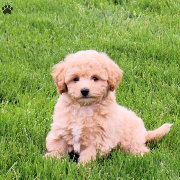 Eclair, Bich-Poo Puppy