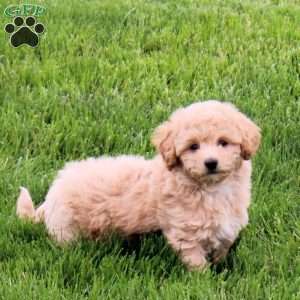 Eclair, Bich-Poo Puppy