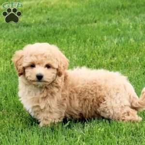 Eclair, Bich-Poo Puppy