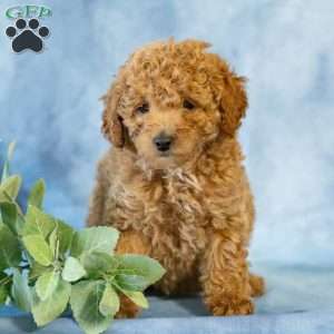 Anita, Toy Poodle Puppy