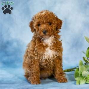 Ann, Toy Poodle Puppy
