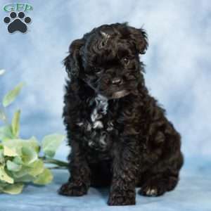 Daisy, Pomapoo Puppy