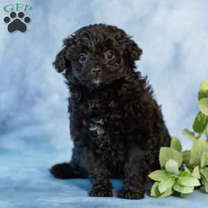 Dolly, Pomapoo Puppy