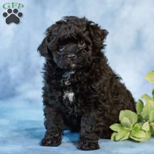 Dora, Pomapoo Puppy