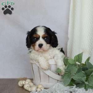 Domino, Cavalier King Charles Spaniel Puppy