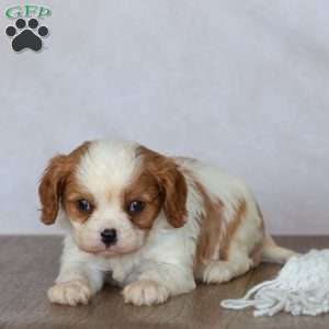 Denver, Cavalier King Charles Spaniel Puppy