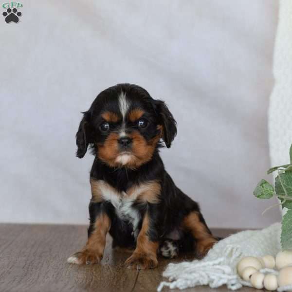 Daisy, Cavalier King Charles Spaniel Puppy