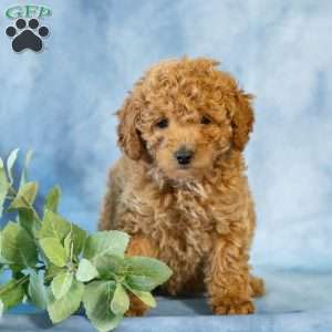 Anita, Toy Poodle Puppy