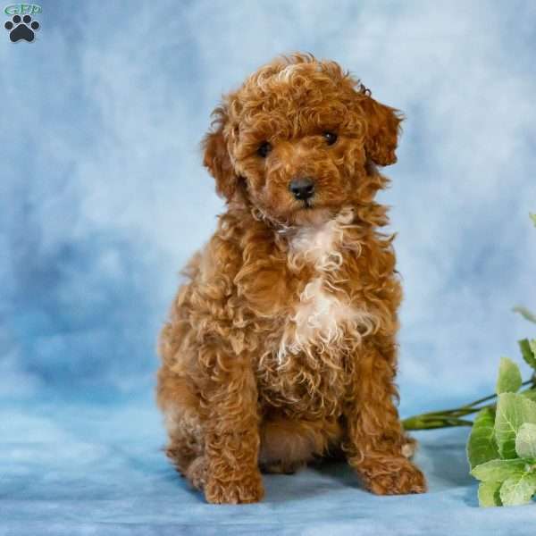 Ann, Toy Poodle Puppy