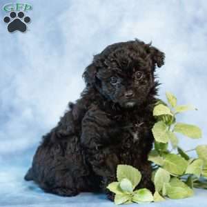 Dolly, Pomapoo Puppy