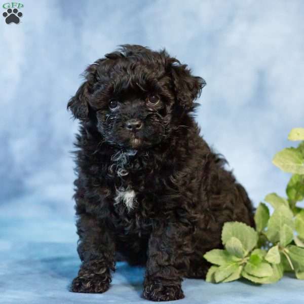 Dora, Pomapoo Puppy
