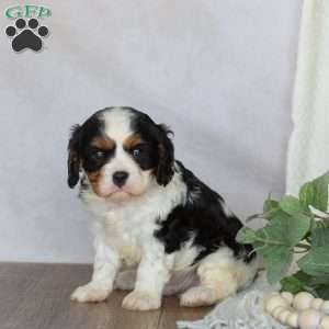 Domino, Cavalier King Charles Spaniel Puppy