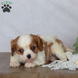 Denver, Cavalier King Charles Spaniel Puppy