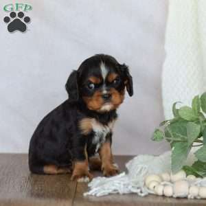 Daisy, Cavalier King Charles Spaniel Puppy