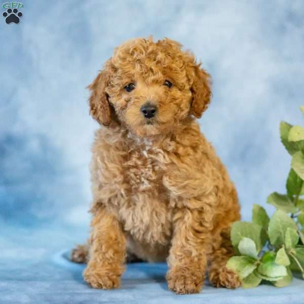 Anita, Toy Poodle Puppy