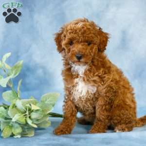 Ann, Toy Poodle Puppy