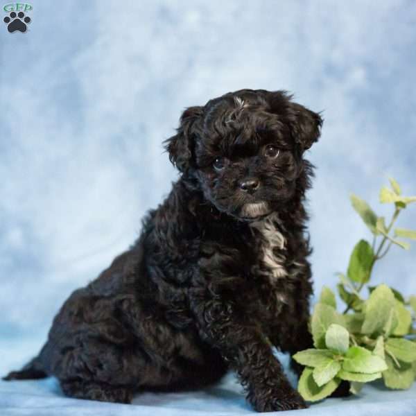 Daisy, Pomapoo Puppy