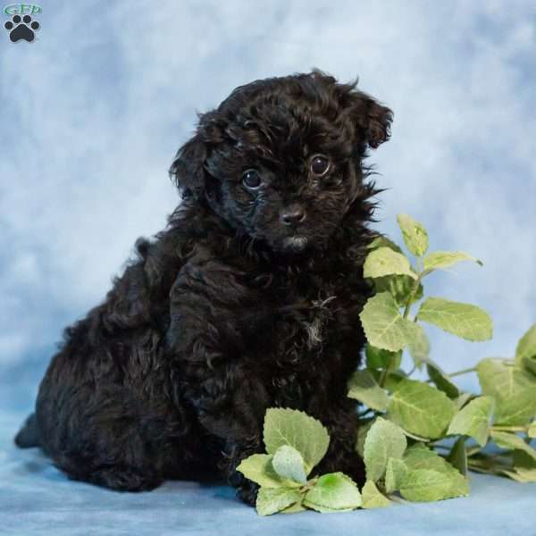 Dolly, Pomapoo Puppy