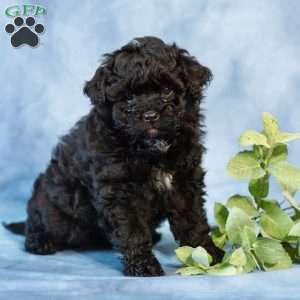 Dora, Pomapoo Puppy