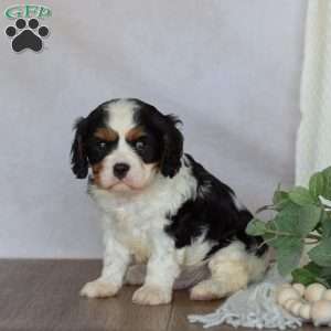 Domino, Cavalier King Charles Spaniel Puppy