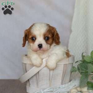 Denver, Cavalier King Charles Spaniel Puppy