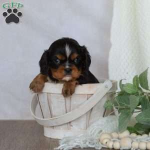 Daisy, Cavalier King Charles Spaniel Puppy