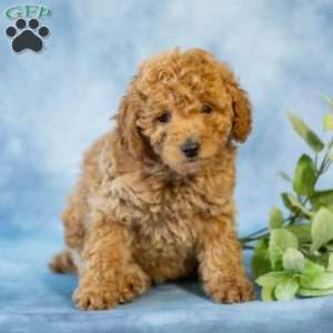 Anita, Toy Poodle Puppy