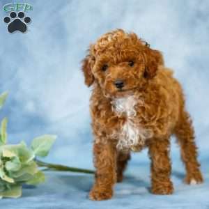 Ann, Toy Poodle Puppy