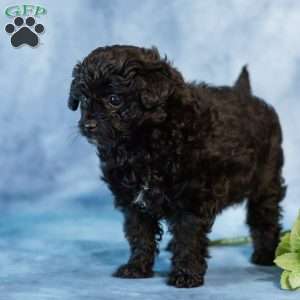Dolly, Pomapoo Puppy