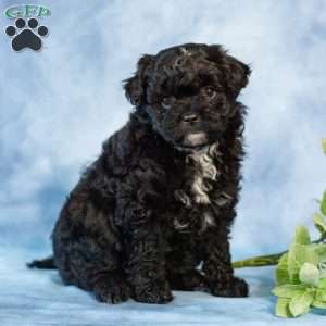 Daisy, Pomapoo Puppy