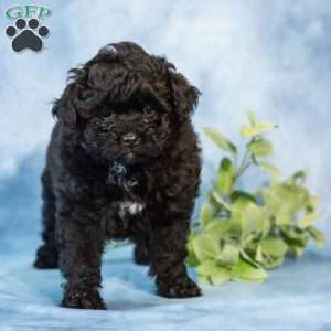 Dora, Pomapoo Puppy
