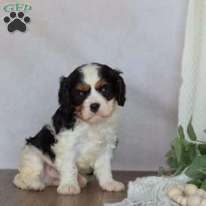 Domino, Cavalier King Charles Spaniel Puppy