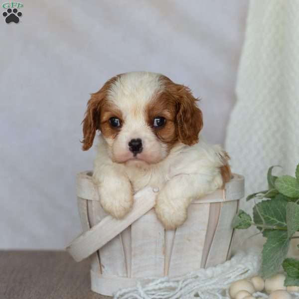 Denver, Cavalier King Charles Spaniel Puppy