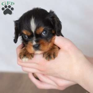 Daisy, Cavalier King Charles Spaniel Puppy