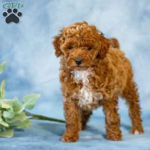 Ann, Toy Poodle Puppy